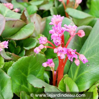 BERGENIA &#039;Abendglut&#039;