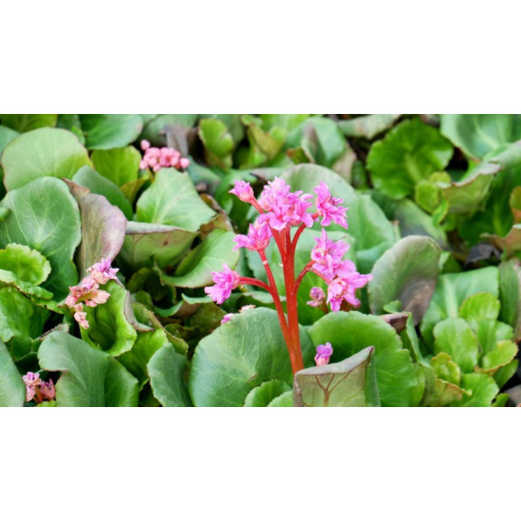 BERGENIA 'Abendglut'