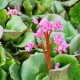 BERGENIA 'Abendglut'