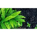 BLECHNUM spicant - Foug&egrave;re vivace