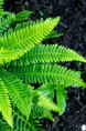 BLECHNUM spicant