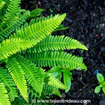 BLECHNUM spicant