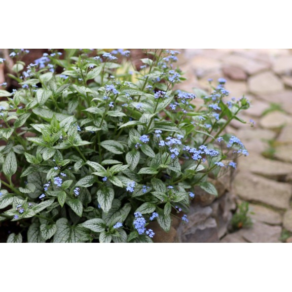 BRUNNERA macrophylla 'Looking Glass'