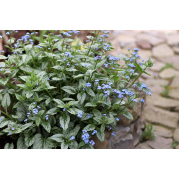 BRUNNERA macrophylla \'Looking Glass\'