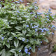 BRUNNERA macrophylla 'Looking Glass'