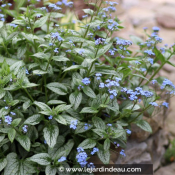 BRUNNERA macrophylla &#039;Looking Glass&#039;