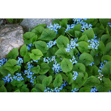 BRUNNERA macrophylla