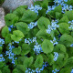 BRUNNERA macrophylla