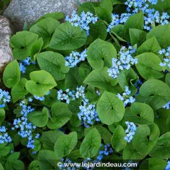 BRUNNERA macrophylla