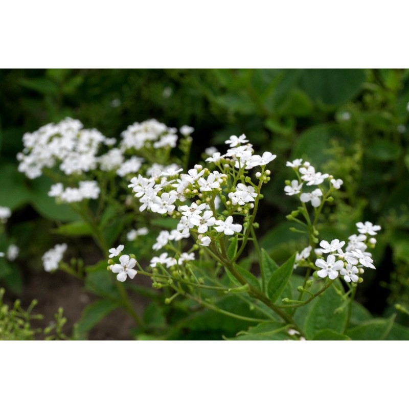BRUNNERA macrophylla 'Betty Bowring' BRUNNERA macrophylla 'Betty Bowring'