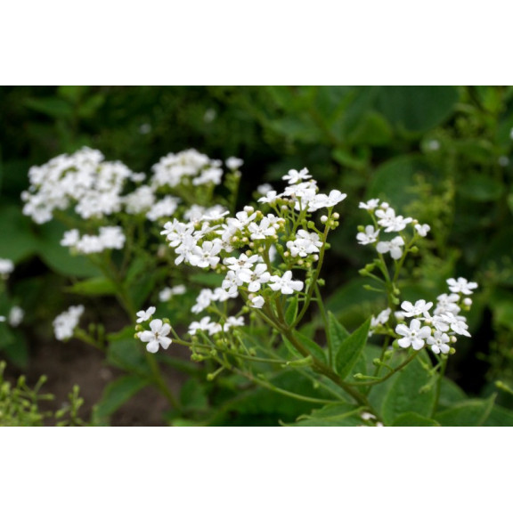 BRUNNERA macrophylla 'Betty Bowring'