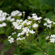 BRUNNERA macrophylla 'Betty Bowring'