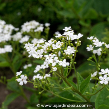 BRUNNERA macrophylla &#039;Betty Bowring&#039;