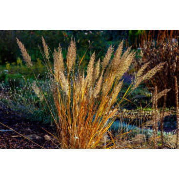 CALAMAGROSTIS x acutiflora \'Karl Foerster\'