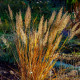 CALAMAGROSTIS x acutiflora 'Karl Foerster'