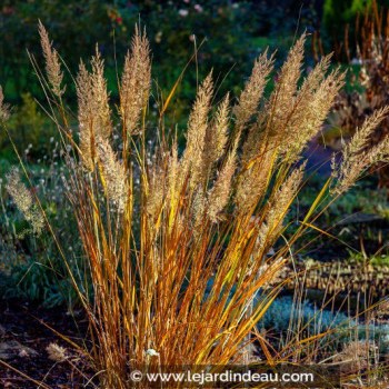 CALAMAGROSTIS x acutiflora &#039;Karl Foerster&#039;