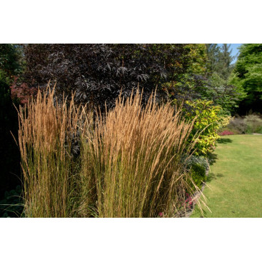 CALAMAGROSTIS x acutiflora \'Overdam\'