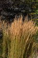 CALAMAGROSTIS x acutiflora 'Overdam'