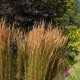 CALAMAGROSTIS x acutiflora 'Overdam'