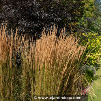 CALAMAGROSTIS x acutiflora &#039;Overdam&#039;