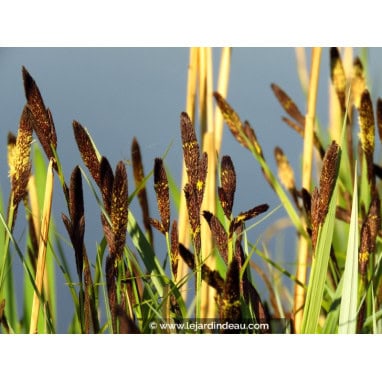 CAREX acutiformis - Laîche des marais