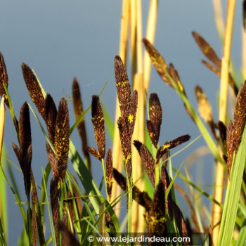 CAREX acutiformis