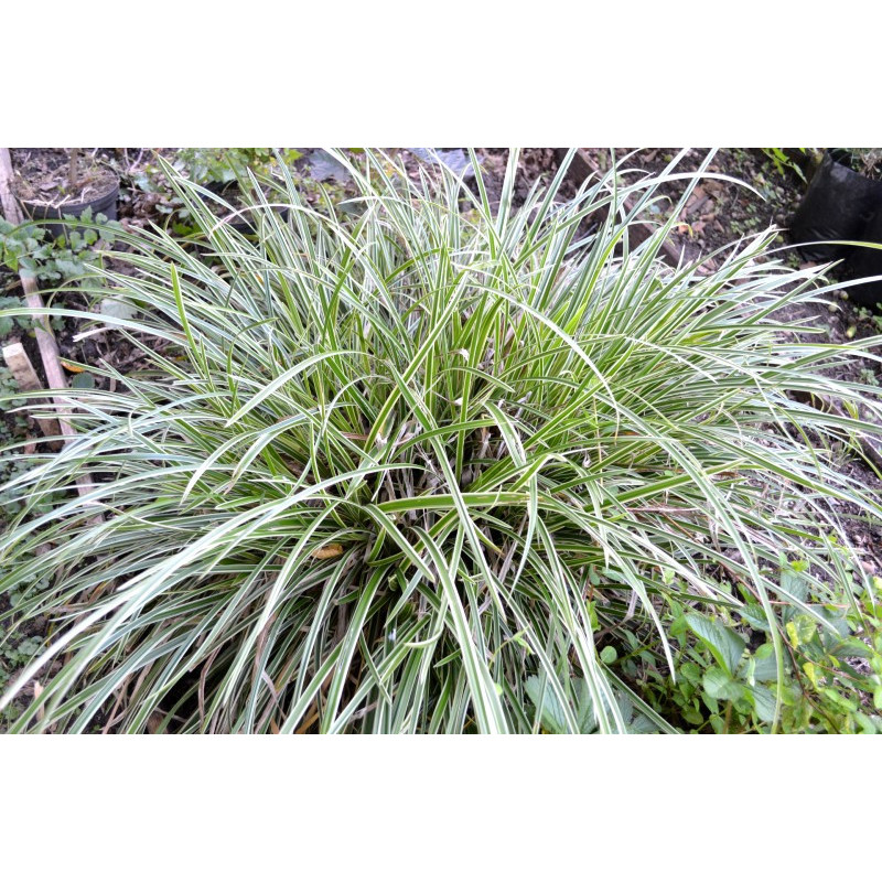 CAREX morrowii 'Ice Dance'