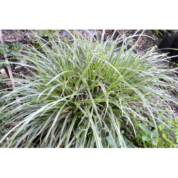 CAREX morrowii \'Ice Dance\'