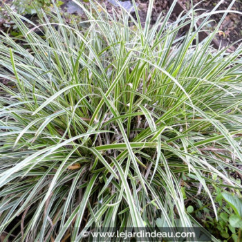 CAREX morrowii &#039;Ice Dance&#039;