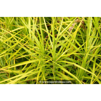 CAREX muskingumensis