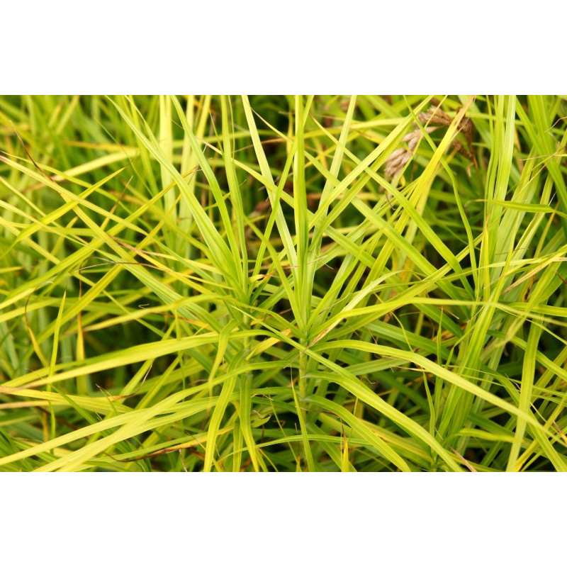 CAREX muskingumensis