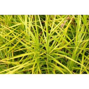 CAREX muskingumensis