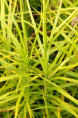 CAREX muskingumensis