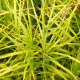 CAREX muskingumensis