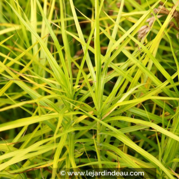 CAREX muskingumensis