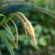 CAREX pendula