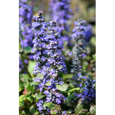AJUGA reptans \'Catlin\'s Giant\'