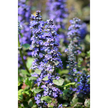 AJUGA reptans \'Catlin\'s Giant\'