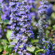 AJUGA reptans 'Catlin's Giant'