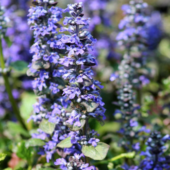 AJUGA reptans &#039;Catlin&#039;s Giant&#039;