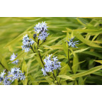 AMSONIA ciliata