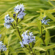 AMSONIA ciliata