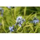 AMSONIA ciliata