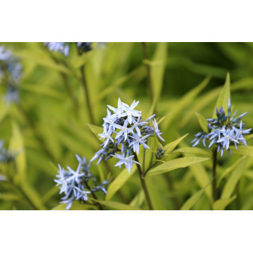 AMSONIA ciliata