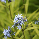 AMSONIA ciliata