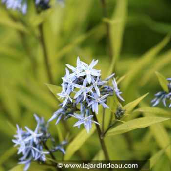 AMSONIA ciliata