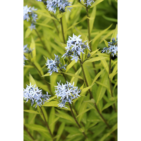 AMSONIA ciliata
