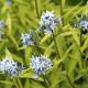 AMSONIA ciliata