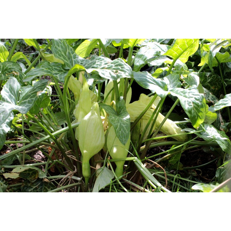 ARUM italicum