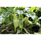 ARUM italicum